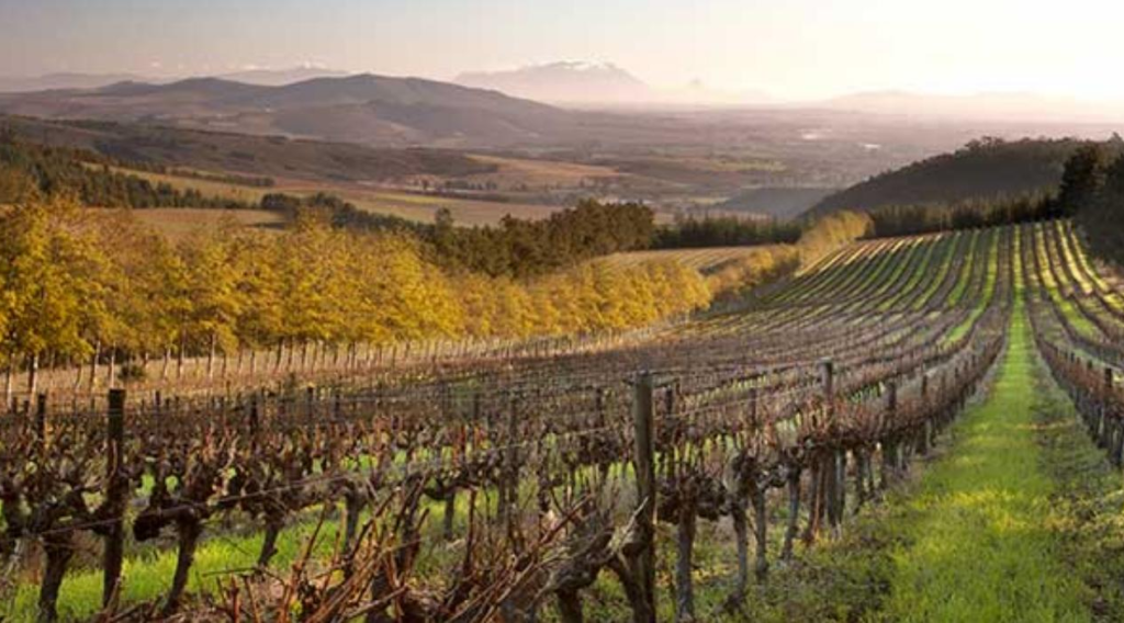 South Africa’s Top 5 Historic Wine Estates