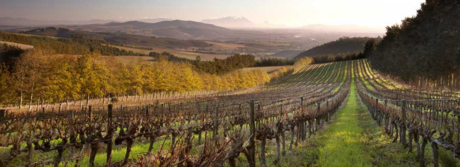 South Africa’s Top 5 Historic Wine Estates